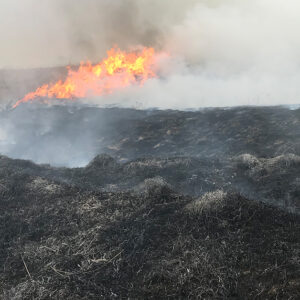 Prescribed Burning: The Benefits and Why It Works
