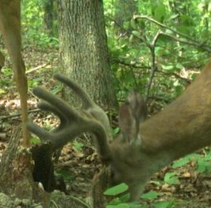 Deer Minerals: Tips for Keeping Whitetails Healthy