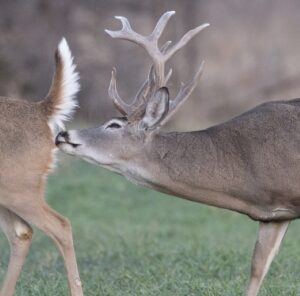 “That Smell”- Bringing In Bucks During the Rut