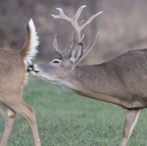 “That Smell”- Bringing In Bucks During the Rut