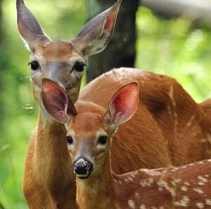 3 Ways To Give Fawns a Head Start