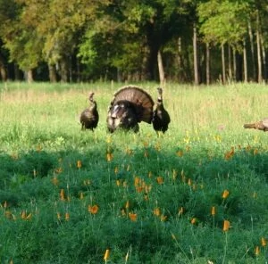 5 Things You Need to Keep Gobblers On Your Land