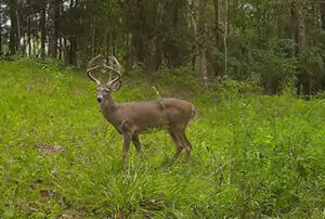 trail camera buck