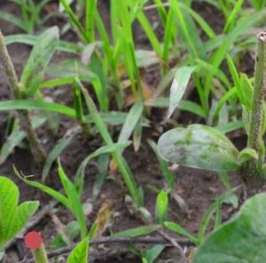 Two Most Common Reasons for Summer Food Plot Failure