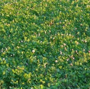 4 Tips to Make Your Clover Last for Years