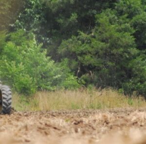 When Should You Plant Your Food Plot?