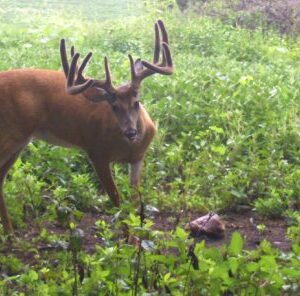 Best Mineral for Antler Growth