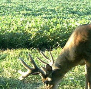 How to Inventory Your Whitetail Deer Herd