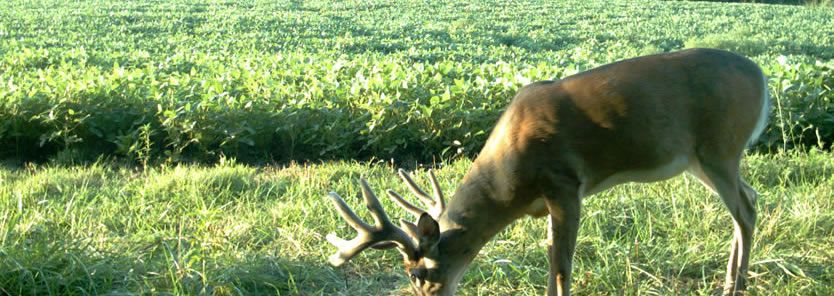 whitetail deer inventory