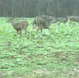 3 Reasons You Should Manage Your Deer Herd