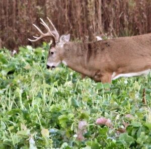 Want More Deer? If So, This is a Must Read