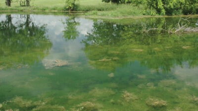 Fertilizing farm ponds: what you need to know