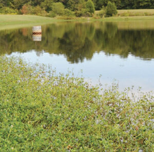 Alligator Weed: A Common Pest In Ponds