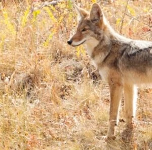 Understanding and Controlling Coyotes