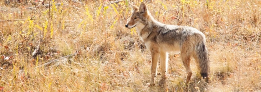 Controlling Coyotes