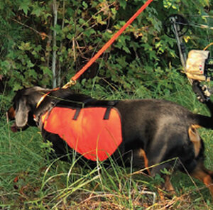 What to look for in Deer Tracking Dogs