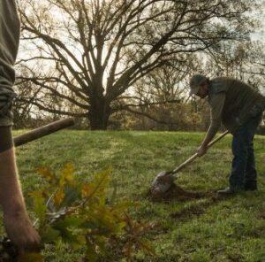 4 Tips When Planting Trees For Wildlife