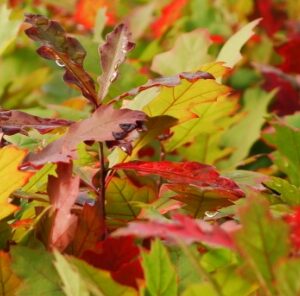 Red Oak Hybrids: The “Next Big Thing” for Wildlife