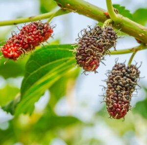5 Things Every Hunter Needs to Know About Mulberries