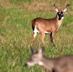 Hunting Strategies For Fooling Whitetails
