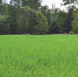 Food Plot Crop Rotation for Healthy Soils & Better Yield