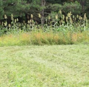 4 Tips for Helping Whitetails Feel “Safe” In Your Food Plots