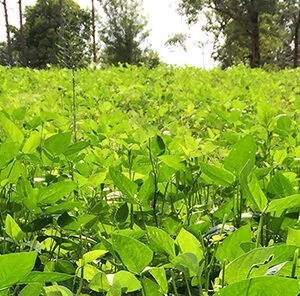 Biologic Spring Food Plots | What, When, and How