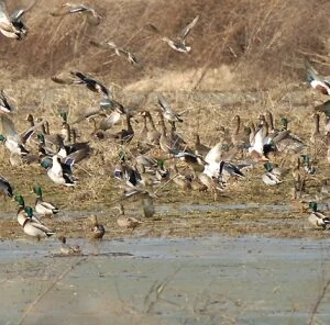 DIY Duck Ponds: Tips for creating your own duck hunting hot spot