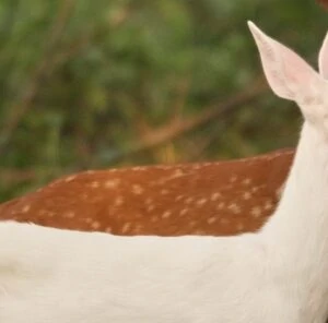 About the Albino Whitetail