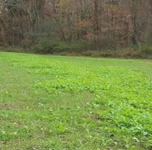 Proper Seed Distribution for Better Food Plots