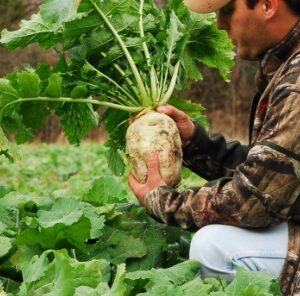 3 Reasons (Other than Deer Food) You Should Be Planting Brassicas