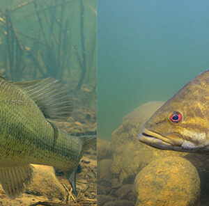 Largemouth and Smallmouth Bass: How do you tell them apart?