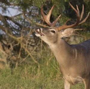 7 Steps to “Scent-Free” Hunting