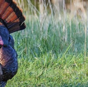 Turkey Hunting Tip: Using Funnels