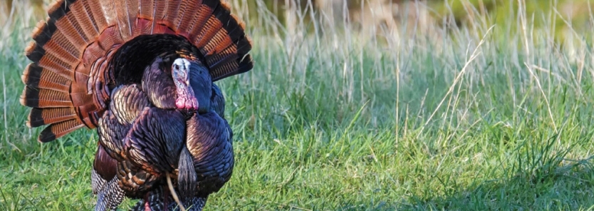 Turkey Hunting Tip