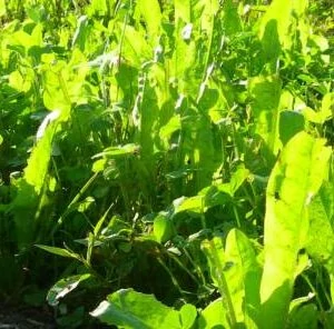 Planting Perennial Food Plots? Patience is Key. Here’s Why