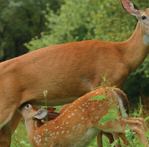 When do Deer Have Fawns?