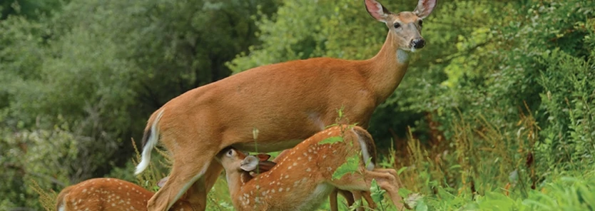 when-deer-have-fawns