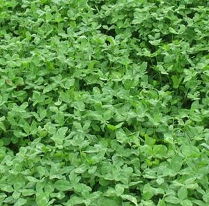 How to Grow Clover Food Plots
