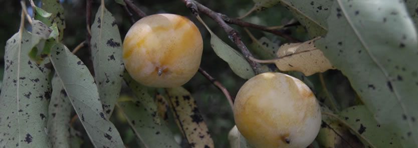 How to Identify a Wild Persimmon Tree