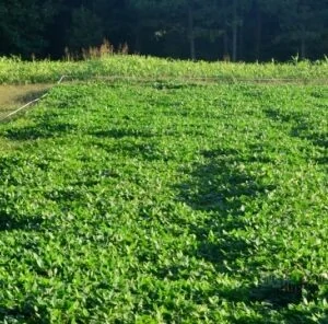4 Steps For A Successful Spring Food Plot