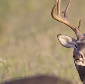 What Makes Deer Move?