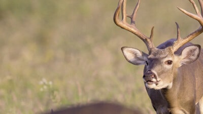 deer-what-makes-deer-move