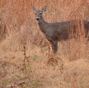 Are You Spooking Deer Walking to and from Your Stand?