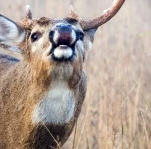 How to use Deer Scent to Fool Mature Bucks