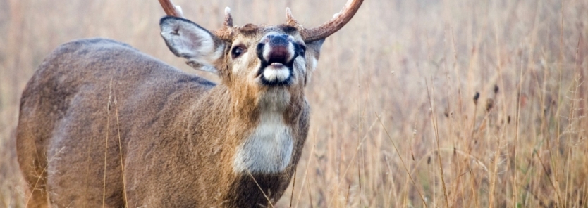 how-to-use-deer-scent