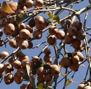 Soft Mast Trees: Late Season Deer Pears