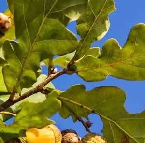 How To Fertilize Trees For Acorn Production