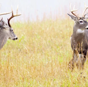 Three Deer Management Strategies