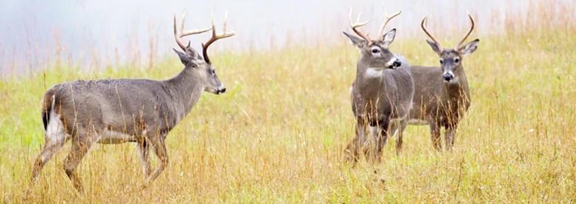 3-deer-management-strategies